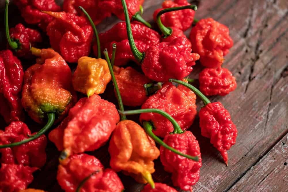 Red hot 7 Pot Brain Strain pepper. Lot of ripe peppers on wooden surface. Pepper harvest. Bright spices. Spicy food. South American pepper. Wooden background. Close-up. Soft focus. Top view.