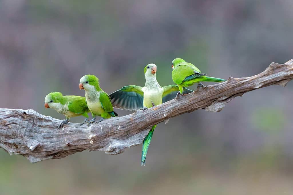 Monk Parakeet (Myiopsitta monachus), also known as the Quaker parrot, just coming out of their nest in the early morning in the Pantanal North, Mato Grosso in Brazil