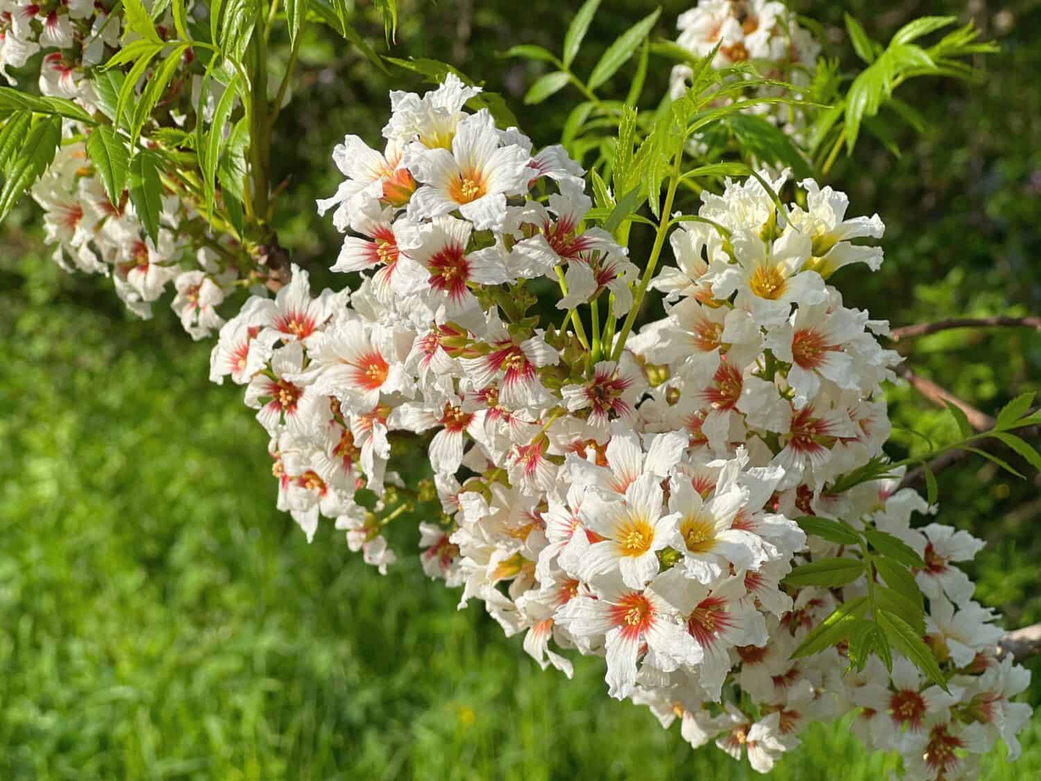 Blossom Yellowhorn Xanthoceras sorbifolium Shinyleaf tree goldenhorn, or Chinese flowering chestnut.