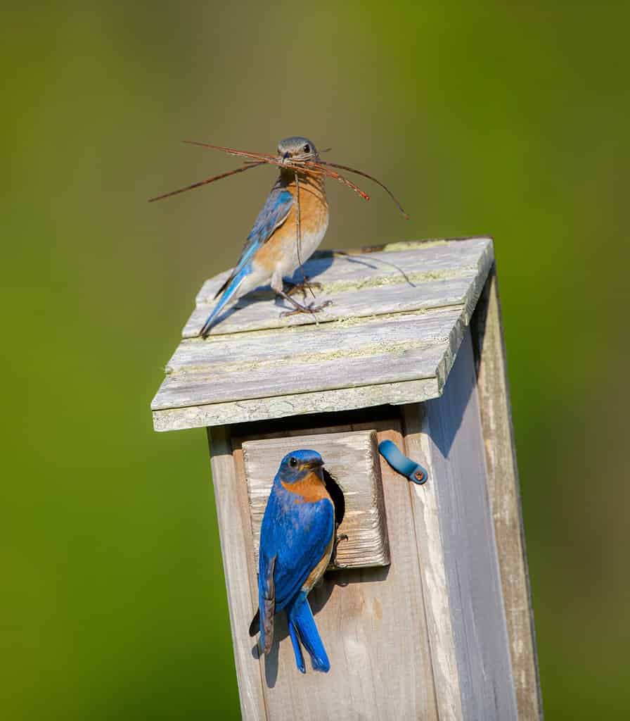 Eastern bluebird - Sialia sialis - adult male and female with pine needle nesting material for making a nest for babies in birdbox, bird box, birdhouse, home, roosting box, green blurred background