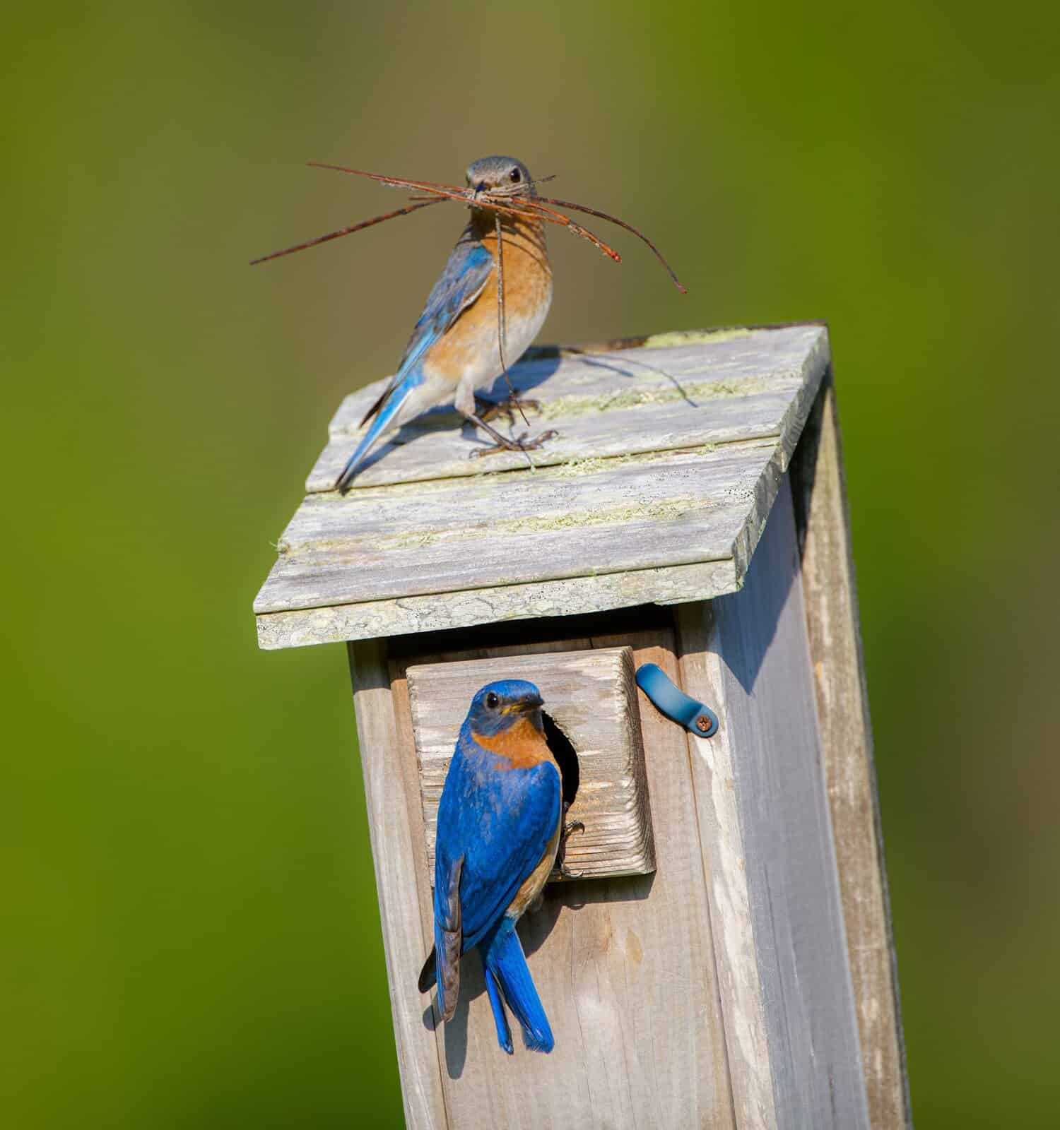 Eastern bluebird - Sialia sialis - adult male and female with pine needle nesting material for making a nest for babies in birdbox, bird box, birdhouse, home, roosting box, green blurred background