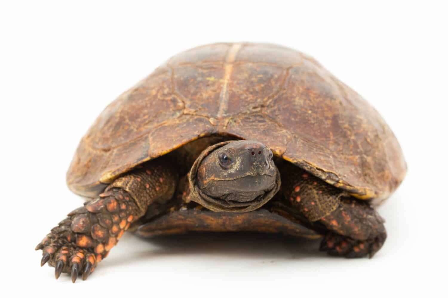 The spiny turtle (Heosemys spinosa) is a South-East Asian turtle species isolated on white background