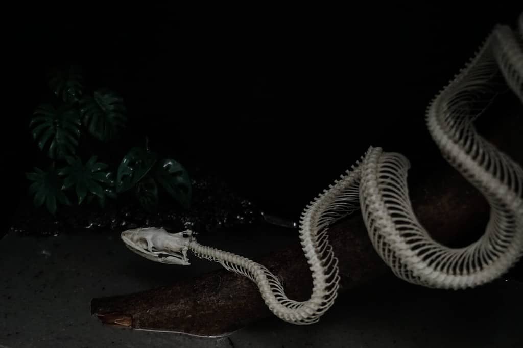 Real anaconda snake skeleton diorama