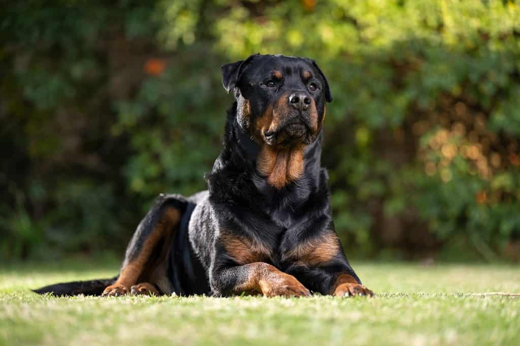 12 Reasons Rottweilers Are the Best Guard Dogs - A-Z Animals