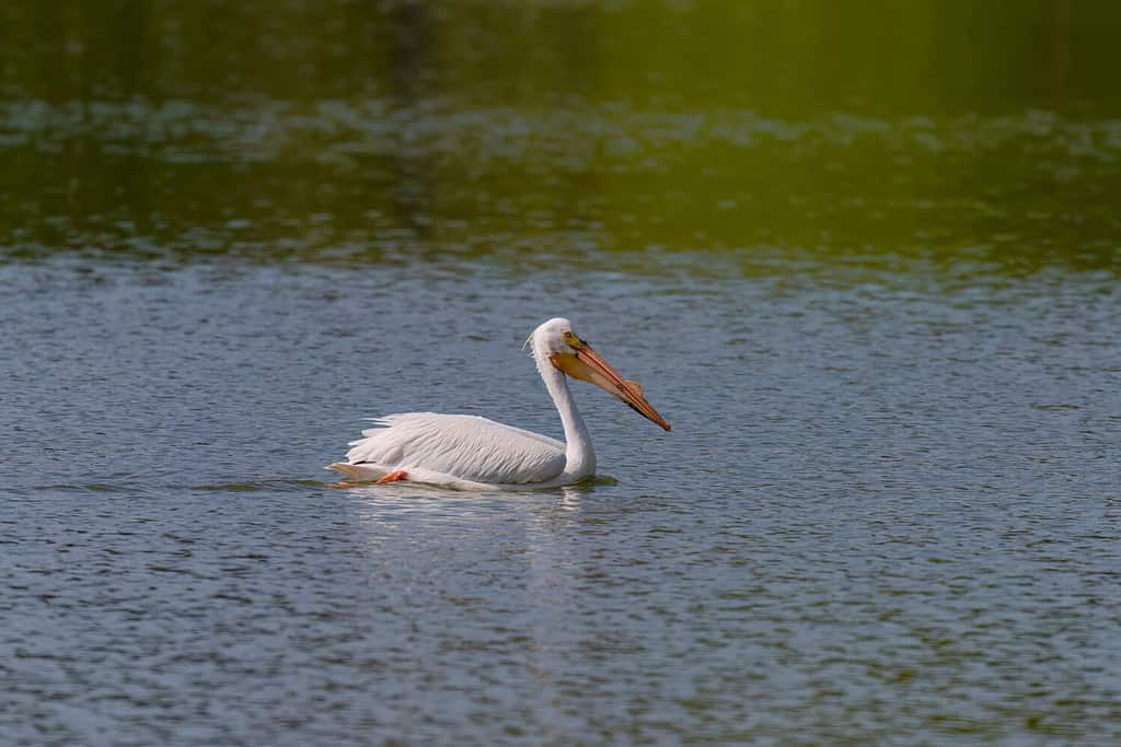 American white pelican (Pelecanus erythrorhynchos) swims on the lake