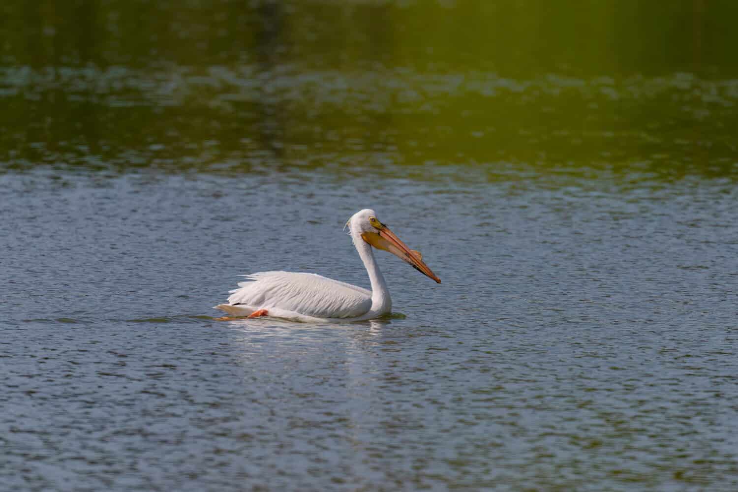 American white pelican (Pelecanus erythrorhynchos) swims on  the lake 