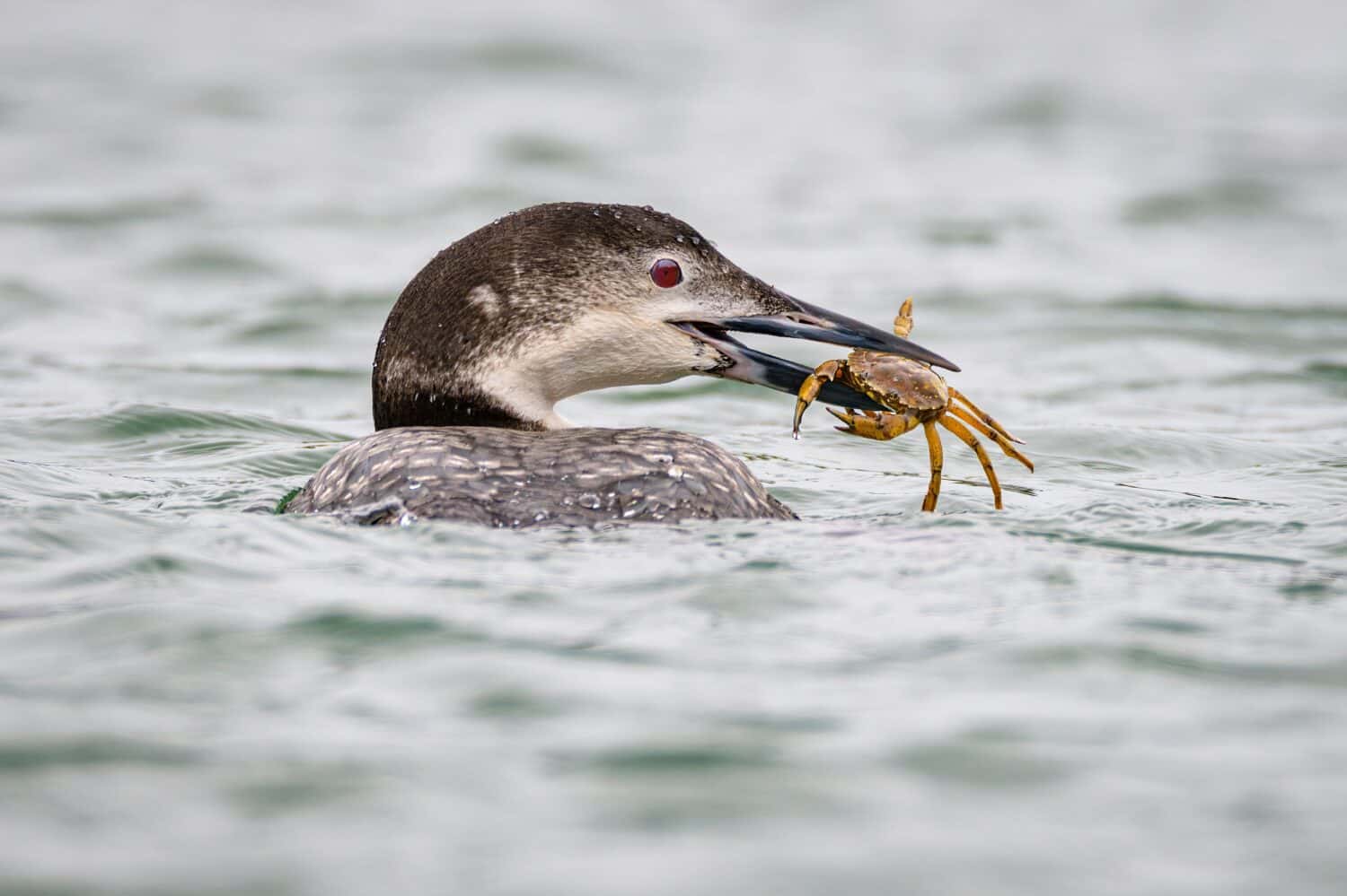 Common Loon looking at camera with crab in its mouth