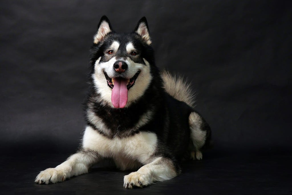 Adult Alaskan malamute dog lying on black background, studio shot