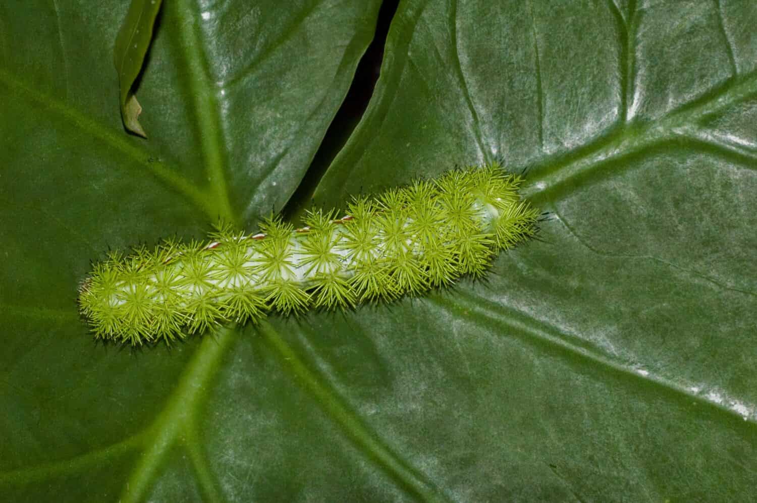 Photo of an Io moth fifth instar larvae, Automeris io, crawling on a leaf. A whole body dorsal view of the bright green and spiny caterpillar. The black-tipped spines are poisonous.