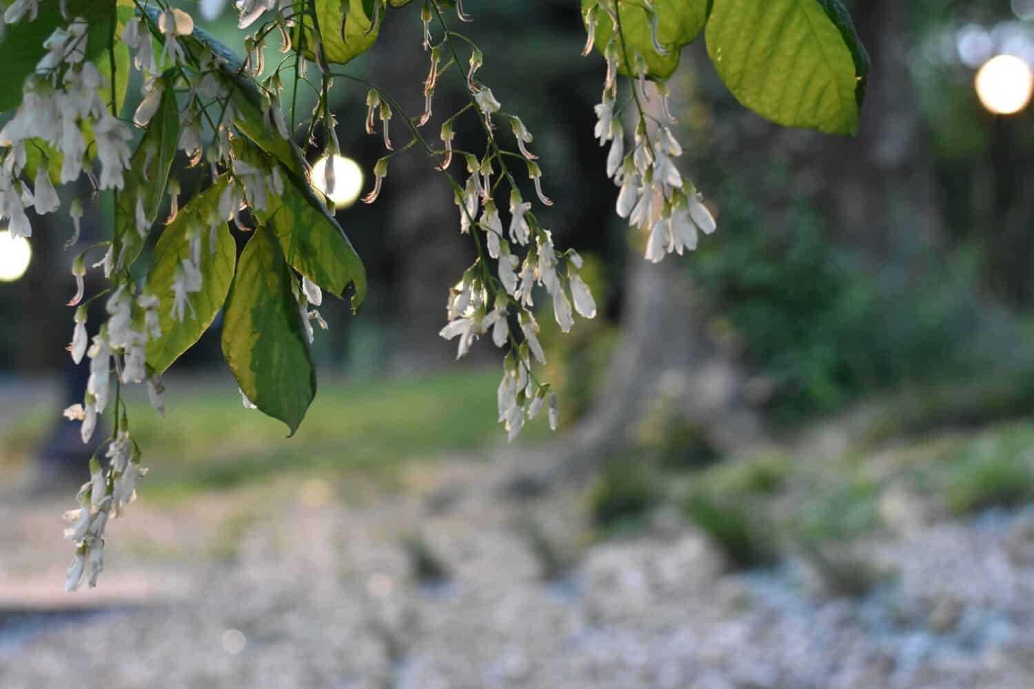 Yellowwood Tree Flowers Blooming in Central Park in Evening, Blurred Background 