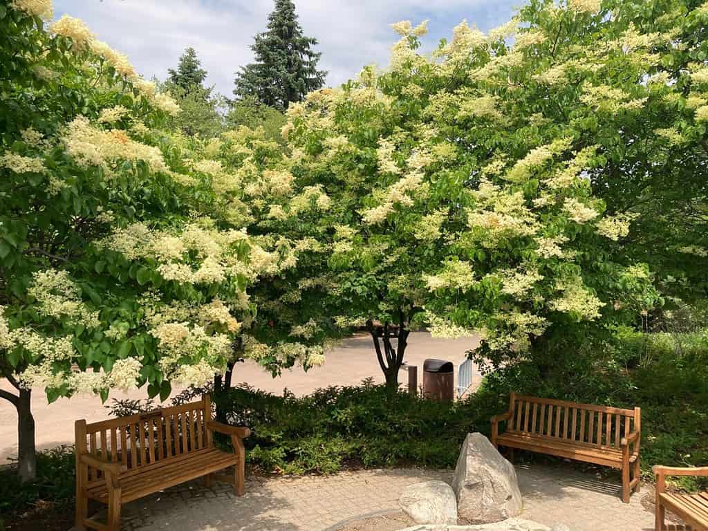 Beautiful Japanese tree lilacs in bloom over wooden benches at public park in Edina, Minnesota.