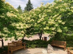 24 Beautiful Flowering Trees Found in Pennsylvania Picture
