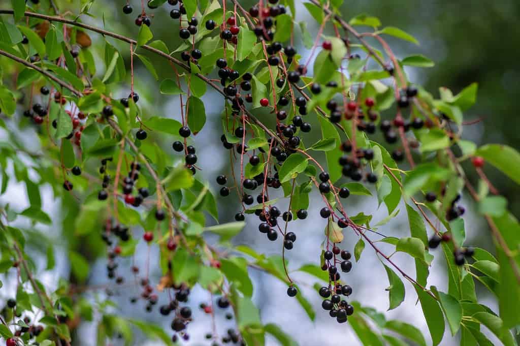 Prunus padus bird cherry hackberry tree branches with hanging black and red fruits, green leaves in autumn daylight, herbal berry medicine