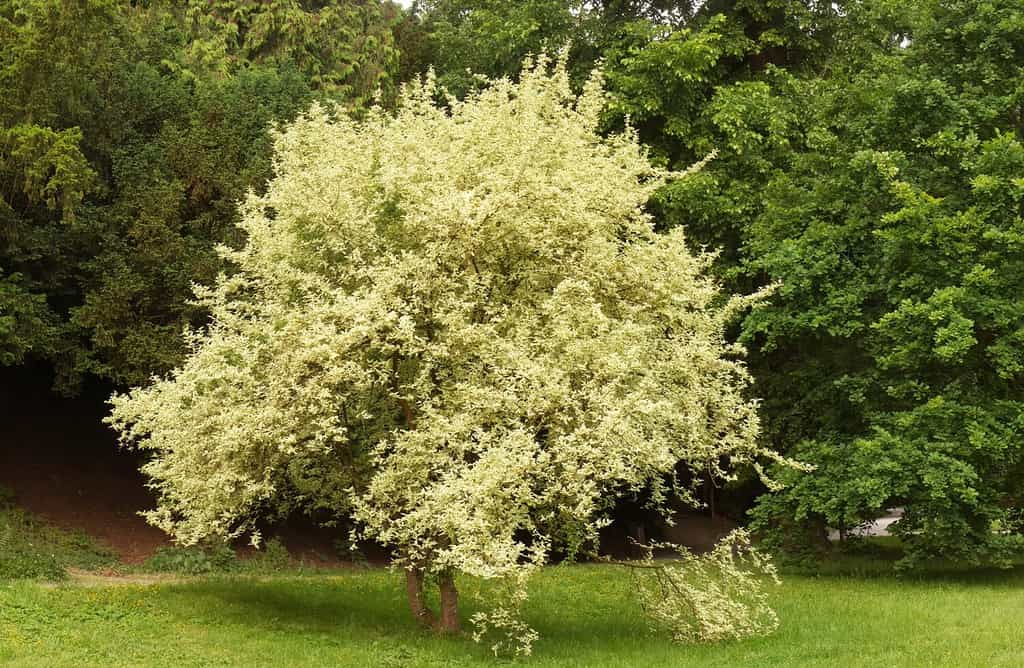 24 Beautiful Flowering Trees Found in Pennsylvania - A-Z Animals