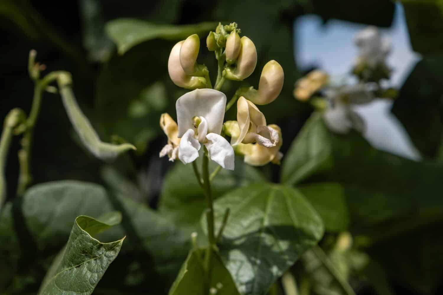 White flowers of a runner bean plant ( Phaseolus coccineus) 