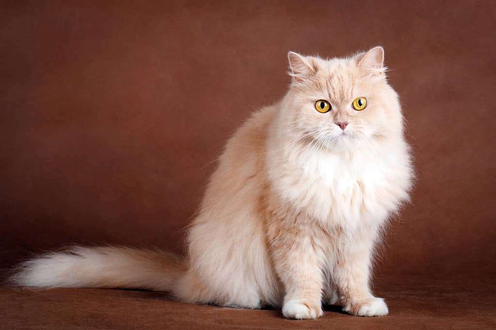 Siberian Cat Colors: Rarest to Most Common - A-Z Animals