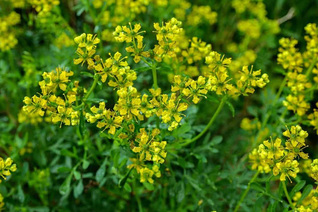 Commonly known as the, common rue or herb-of-grace