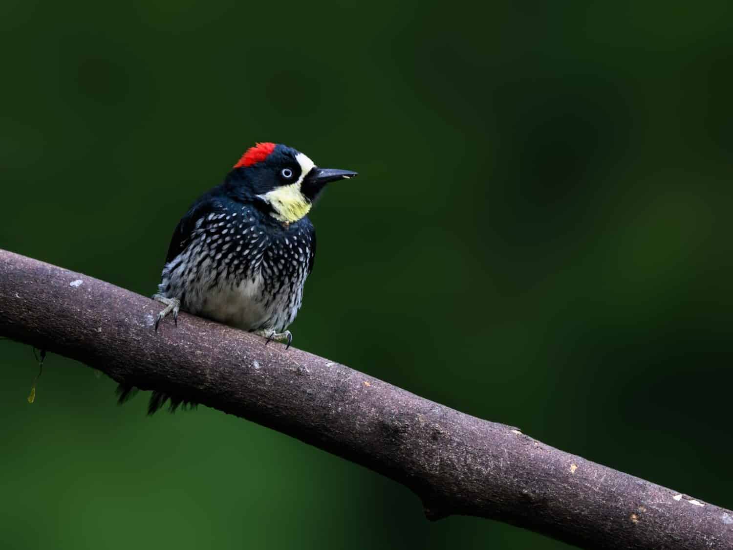 Acorn Woodpecker on tree branch against green background