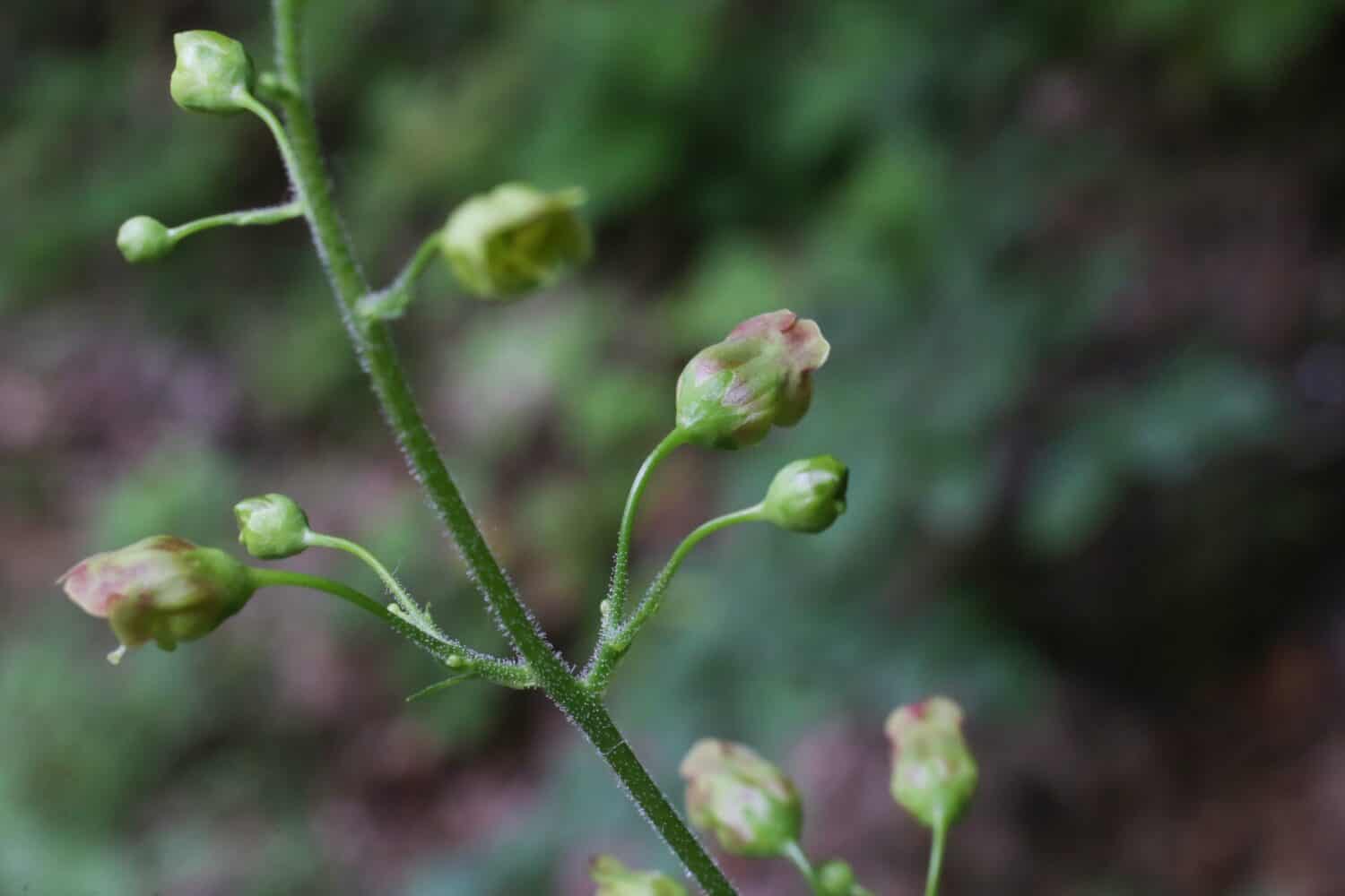 Scrophularia nodosa, Common Figwort, Scrophulariaceae. Wild plant shot in summer.