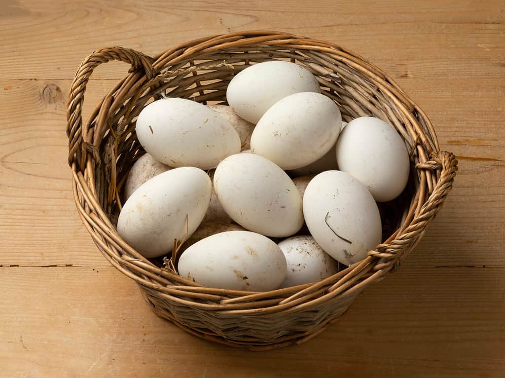 Basket with fresh picked white large goose eggs close up