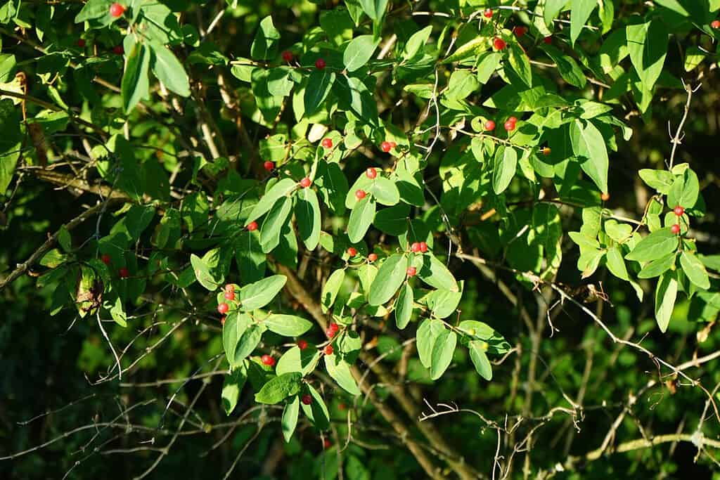 Lonicera tatarica with red fruits grows in June. Lonicera tatarica is a species of honeysuckle known by the common name Tatarian honeysuckle. Berlin, Germany