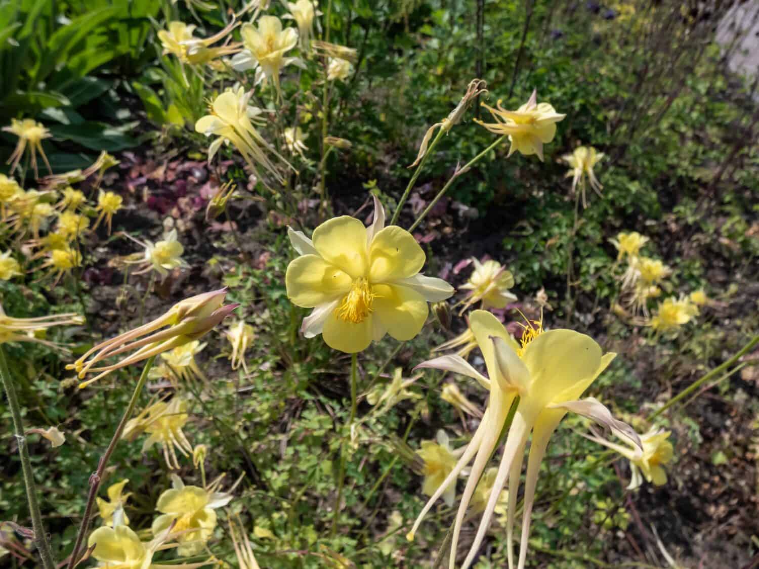 Aquilegia chrysantha 'Yellow Queen' (Golden Columbine) flowering with large bright golden yellow flowers with very long, outward curving spurs and a bouquet of yellow anthers