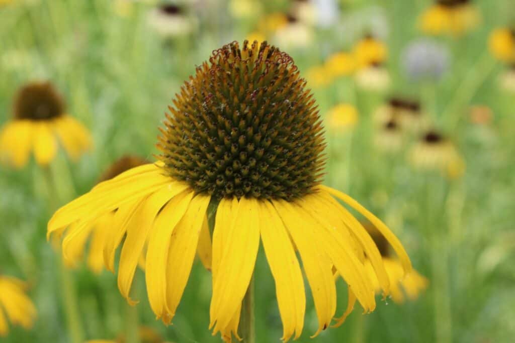 Yellow Coneflower Echinacea Paradoxa with a field of Yellow Coneflowers blurred in the background