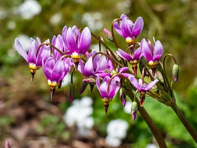 A Discover 55 Amazing Types of Purple Wildflowers
