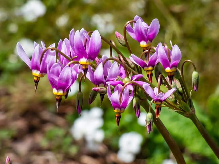 Pink-flowered flowers of Primula meadia, the shooting star or eastern shooting star (Dodecatheon meadia) flowering in the garden with green background