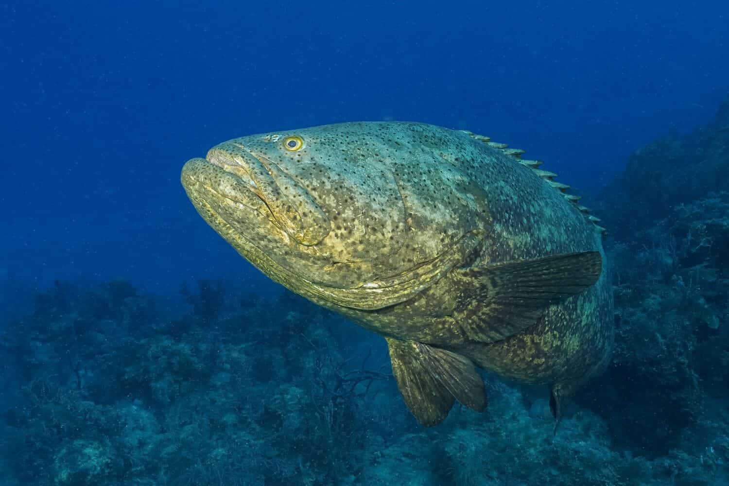 Atlantic goliath grouper, jewfish or itajara (Epinephelus itajara) Jardines de la Reina, Cuba