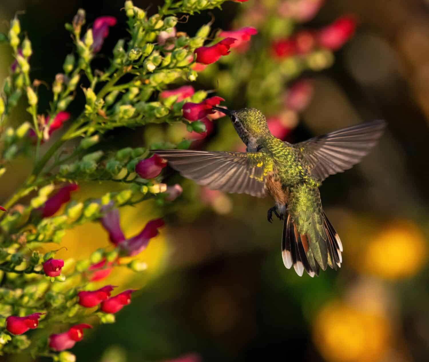 The backside of a female Broad-tailed hummingbird with open wings and fanned tail pollinating in a colorful garden setting.