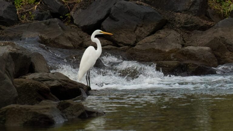 Intermediate Egret (Ardea intermedia) A stocky egret that is larger than Cattle and Little Egrets, but smaller than the Great Egret. Often confusing and difficult to identify,