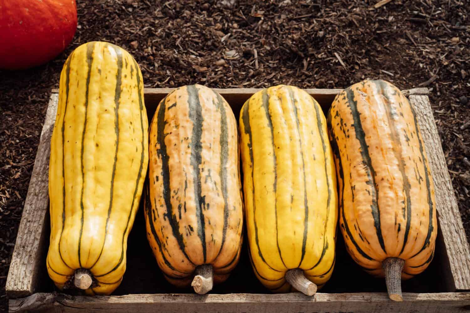 Close up Wooden box with striped yellow and green delicata squash, winter squash in the fall. Autumn vegetable harvest. Selective focus.
