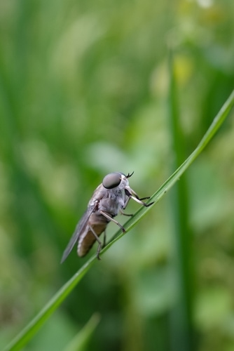 Tabanus sudeticus, also known as the dark giant horse fly