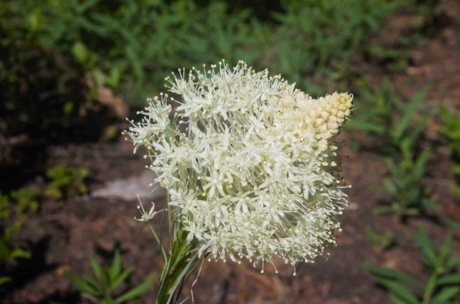 Close up of bunch of white wildflower blossoms, specifically of common beargrass (Xerophyllum tenax), with forest foliage out of focus in the background. 