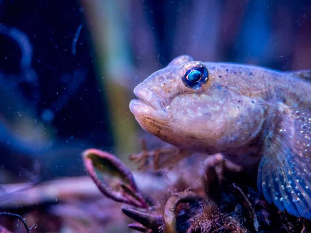 A goby fish settles on the bottom of an aquarium.