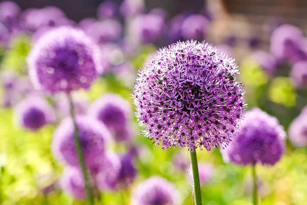 Blooming purple ornamental onion Allium hollandicum, purple flower balls against the blurred green grass background, decorative garlic