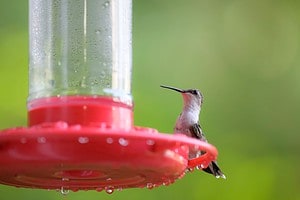 The 4 Best Places You Should Hang Your Hummingbird Feeder Picture