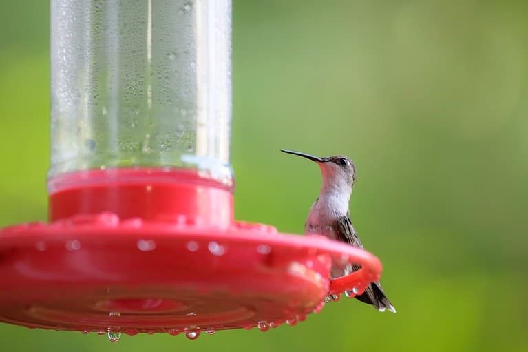Portrait of female Ruby Throated Hummingbird perched on red feeder before green background
