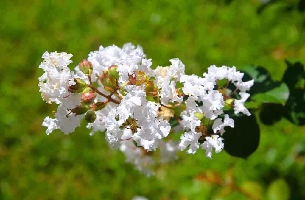White Crepe Myrtle in Bloom