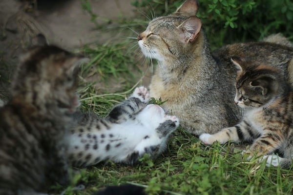 European Wildcat Animal Facts - Felis silvestris silvestris - A-Z Animals
