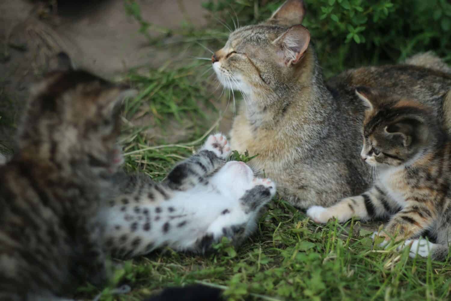 European wildcats in its natural environment