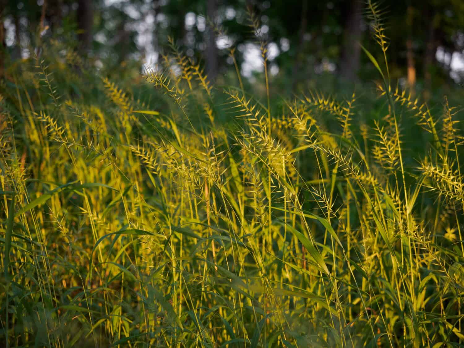 A field of sunlit golden Eastern Bottlebrush Grass or Elymus hystrix photographed in Minnesota with a shallow depth of field. Bottlebrush is an excellent ornametal grass for Zone 4. 