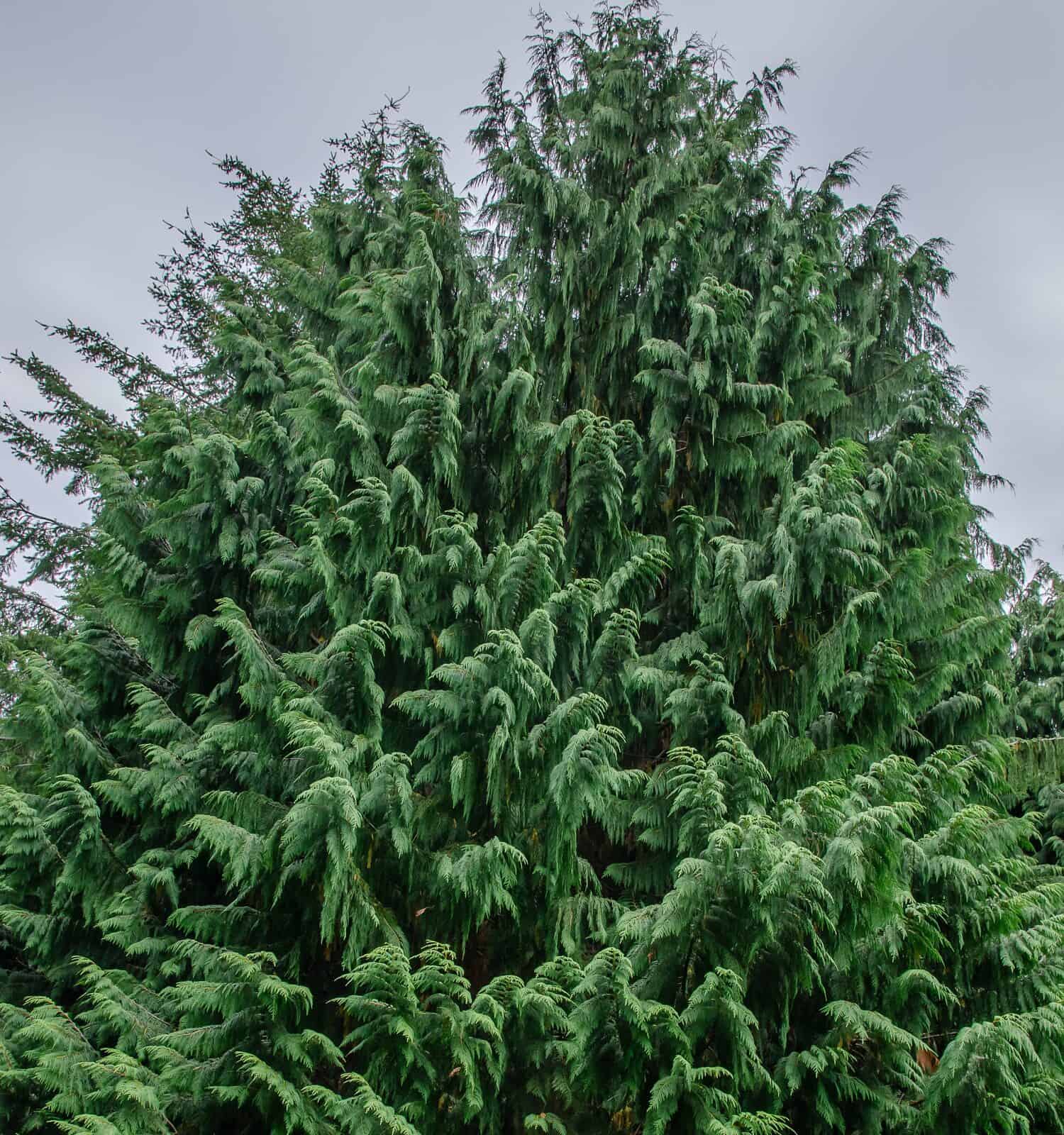 Chamaecyparis nootkatensis is a tall evergreen conifer. Common names: Nootka cypress, yellow cypress, Alaska cypress, Nootka cedar, yellow cedar, Alaska cedar, and Alaska yellow cedar. 