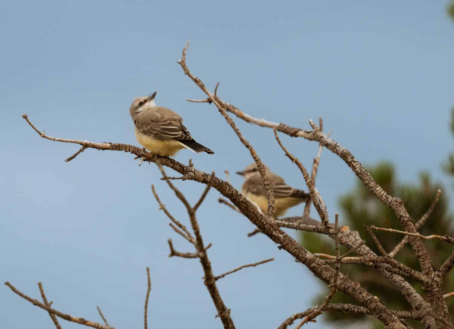 Western Kingbirds perched in tree