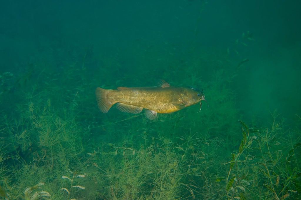 Yellow Bullhead Catfish Ameiurus natalis swimming over weeds in an inland lake.