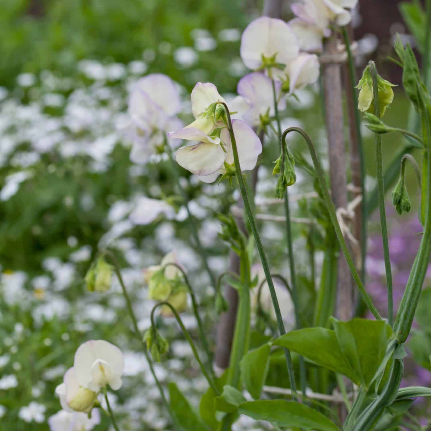 Sweet Peas  - Lathyrus odoratus -  decorative plant for the traditional cottage garden style.