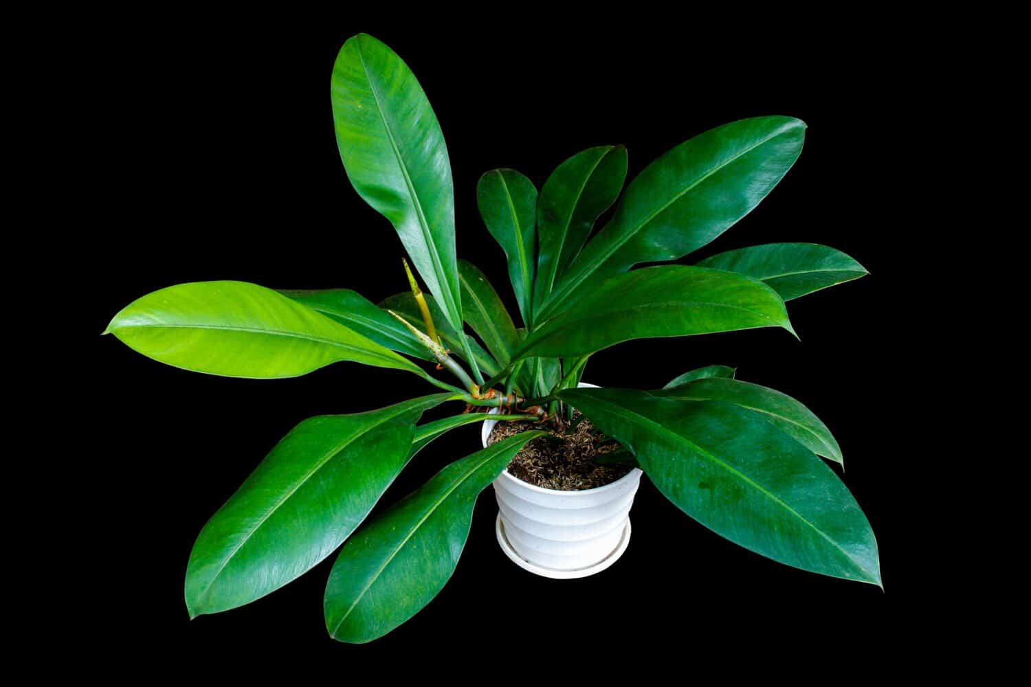 Philodendron Crassinervium the dark green leaves the popular tropical foliage plant in a white pot isolated on black background with clipping path