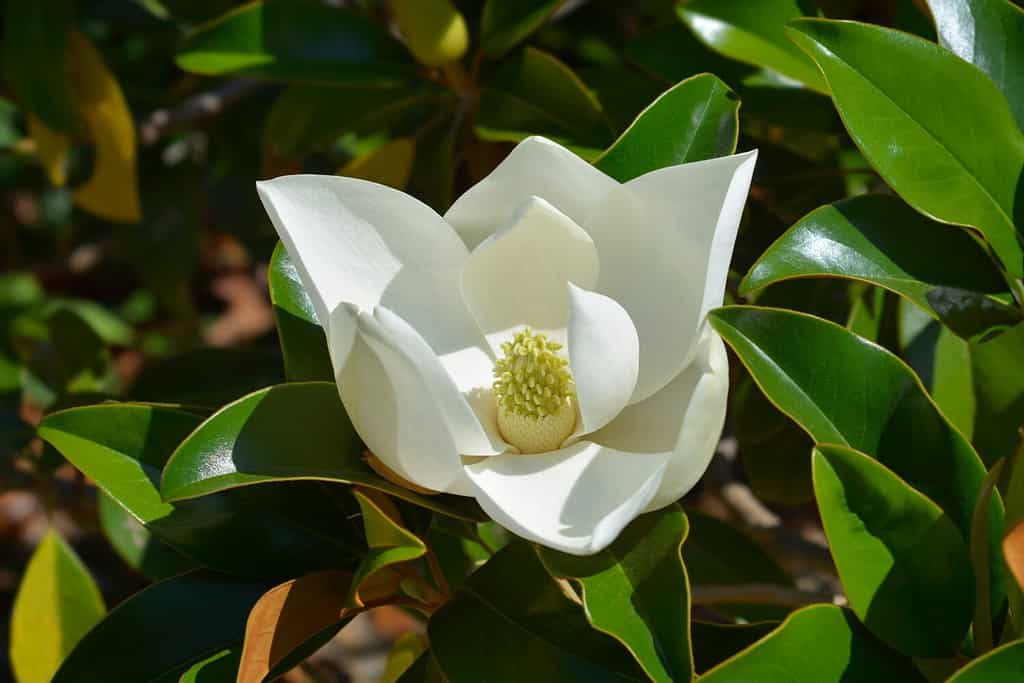 Southern magnolia branch with white flower - Latin name - Magnolia grandiflora