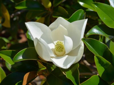 A Magnolia Flowers: Meaning, Symbolism, and Proper Occasions